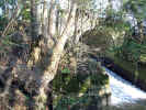 Stream downstream west1.jpg (142103 bytes)